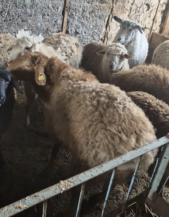 Семіз қой сатылады