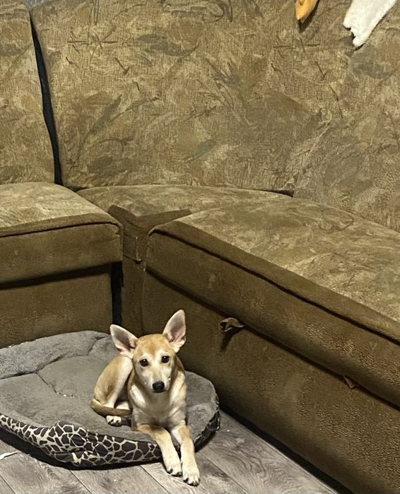 Собака (девочка)