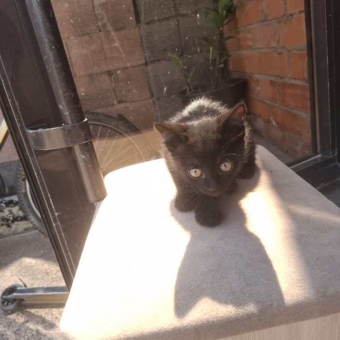 Котёнок чёрного цвета