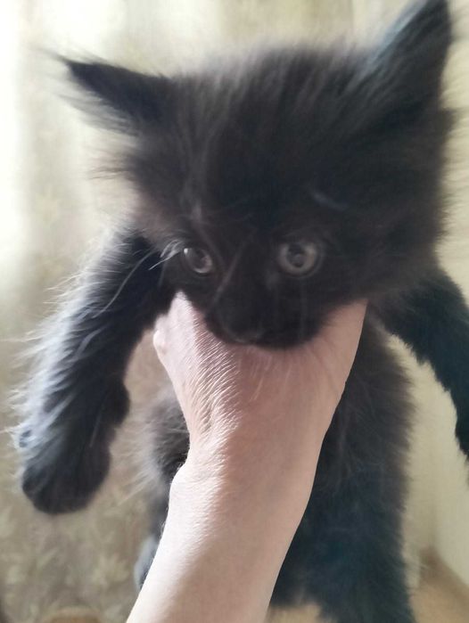 Отдам котят в добрые руки