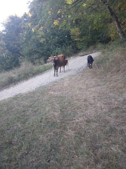 Vand vacă a doua fataura 2 vieti după ea unu pus suge împreună este gonita preț 1600 lei  pentru mai multe detalii sunați la nr de telefon 0762405118