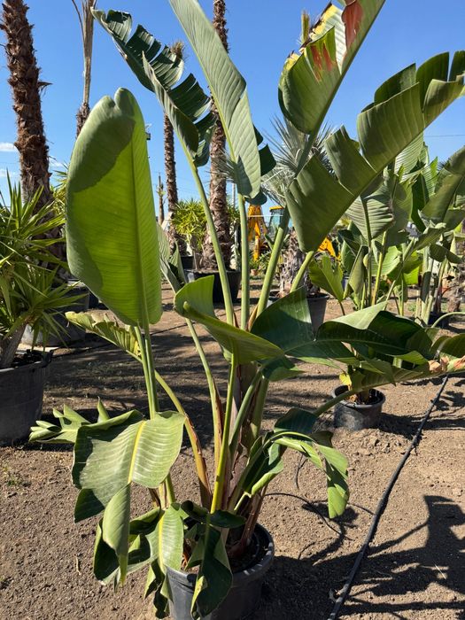 Palmieri Sterlitzia Leandri