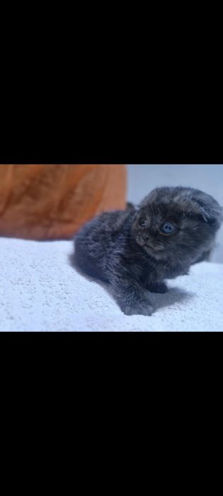 Вислоухие котята