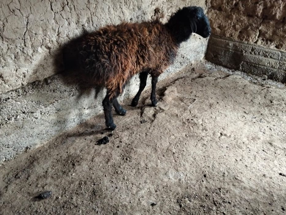 Қошқар Түркістан қаласы