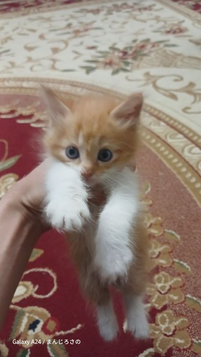 Есть котята в хорошего руки