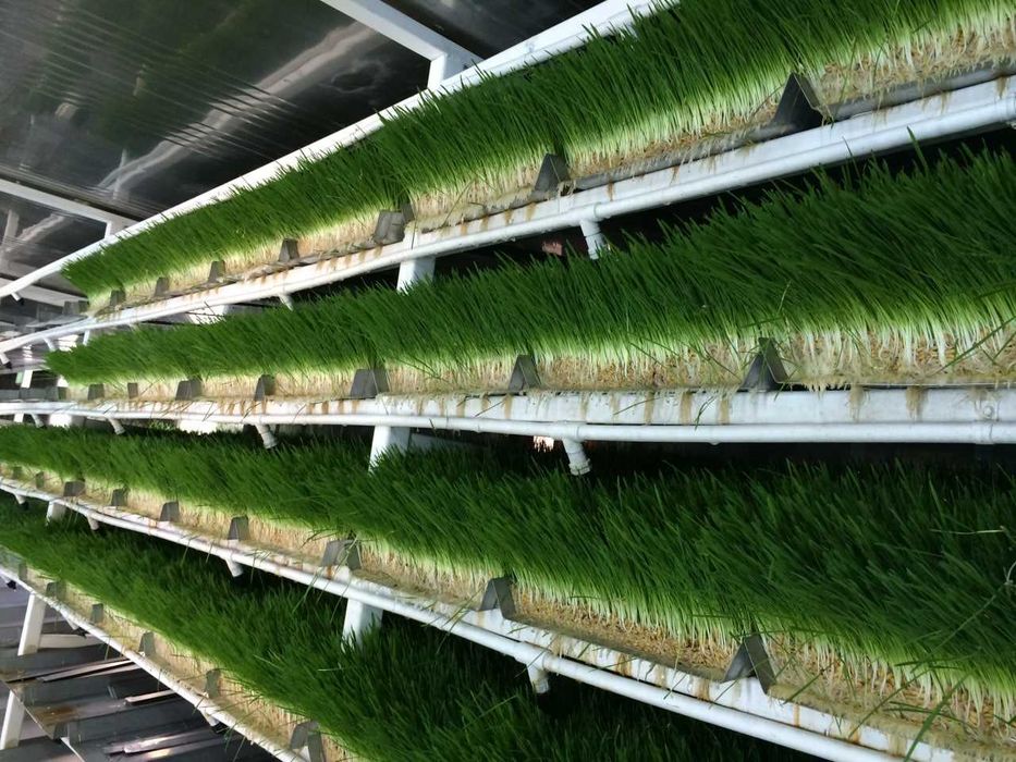 Продажа высококачественного гидропонного корма для скота (Только опт)!