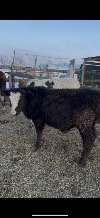 Бычки откорм  5 месяцев