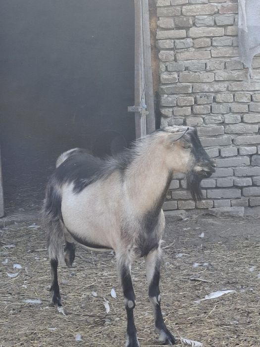 Disponimil urgent