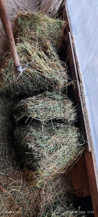 Люцерна четвертый кос