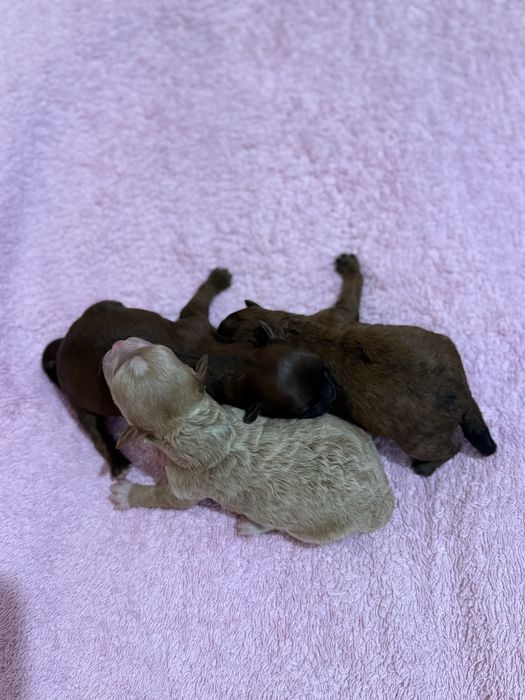 Продам мальтипу , два мальчика и девочка