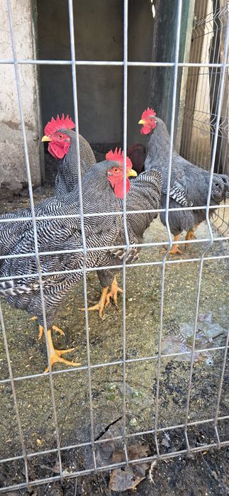 Vând cocosi Plymouth Rock Barat