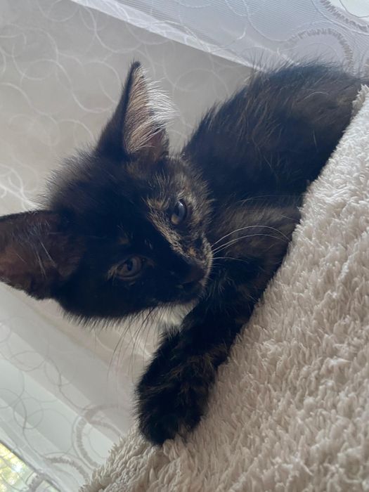 Котята срочно ищут дом