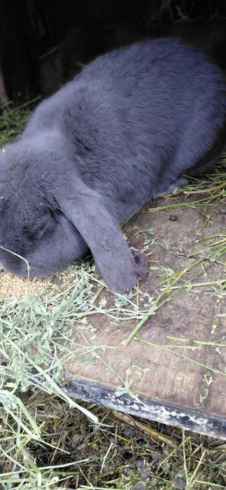 Vând iepuri berbec uriaș german