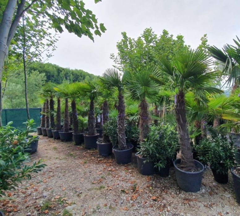 Vând palmieri trachycarpus fortunei rezistenți la îngheț