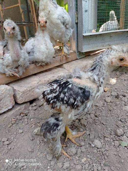 Брама жужалари сотилади.