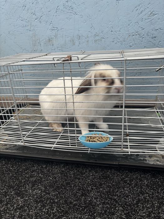 Продам декоративного кролика
