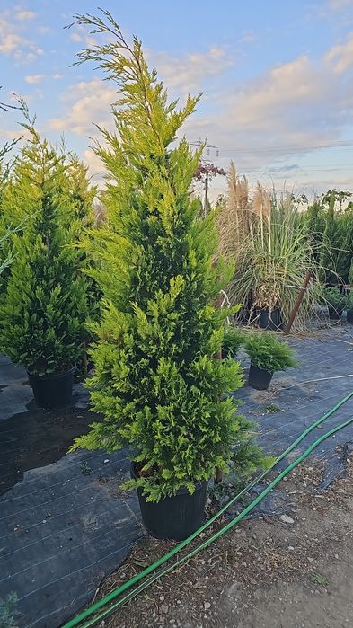 Cupressocyparis leylandii ( gard viu)