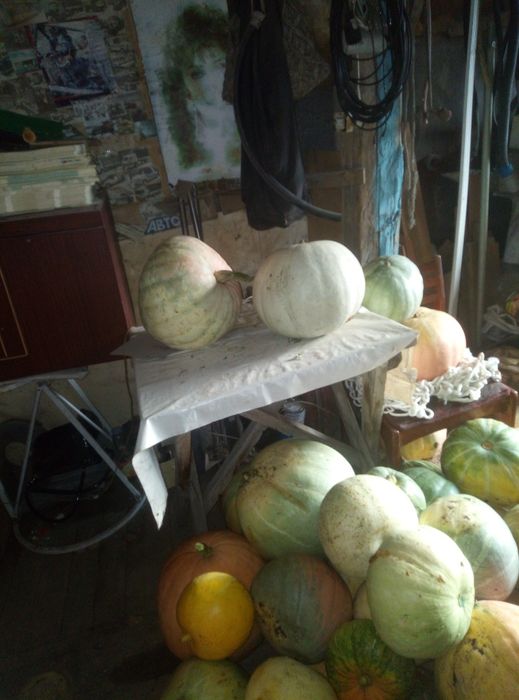Продам тыквы домашние