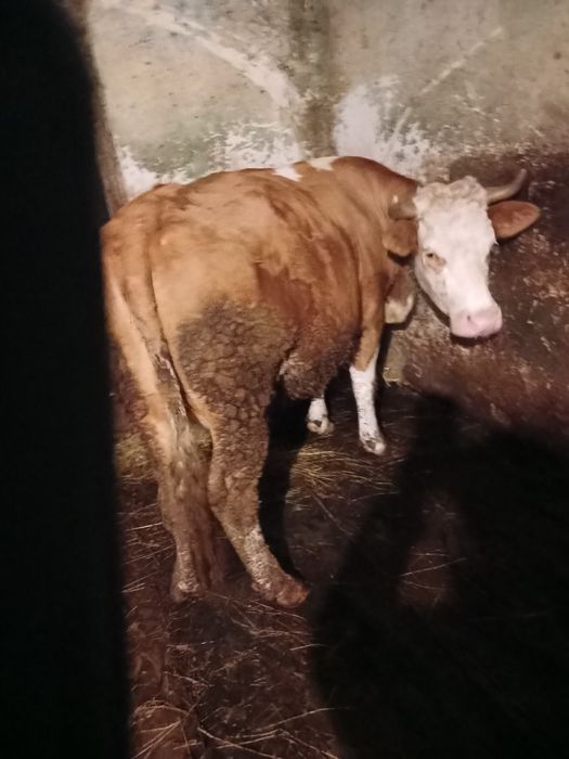 Vaca baltata fatata recent