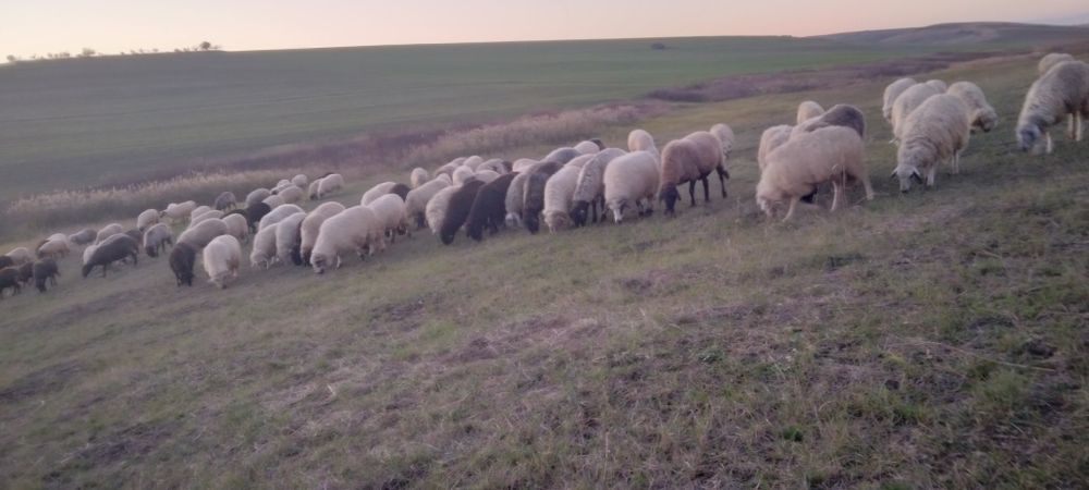 De vânzare oi turcane