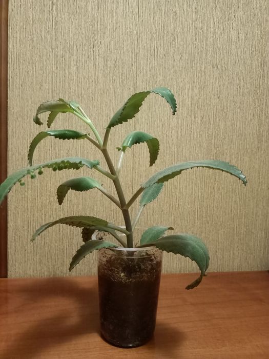 Продам каланхое лечебное