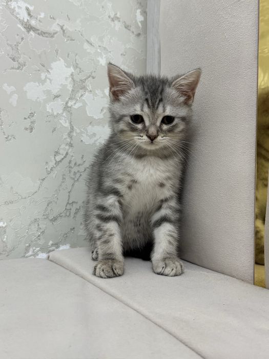 Котенок Шотландский