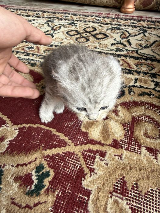 Котят, скотттиш-фолд и страйт