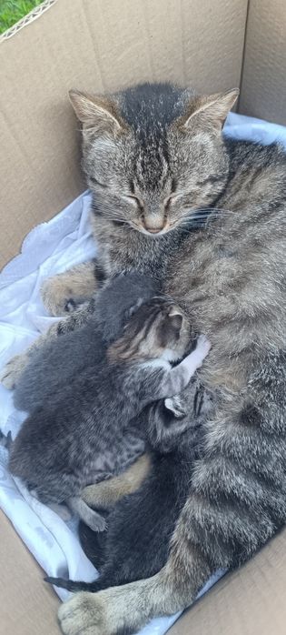 Pisici spre adopție