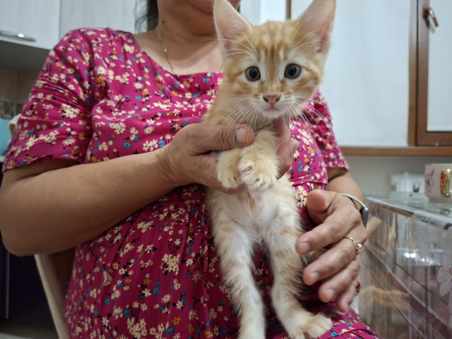 Котенок в добрые руки