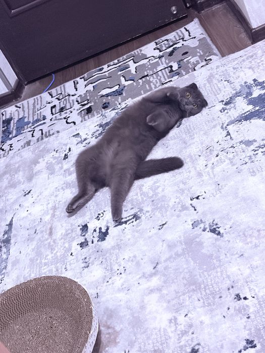 Scottish Fold mushuk sotiladi (qiz bola, 1 yosh)