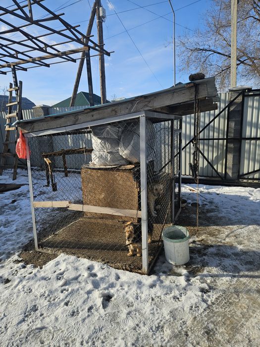 Продам лобрадора