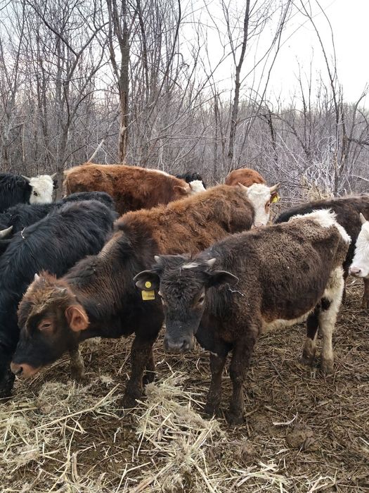 Продам Бычков разных породы