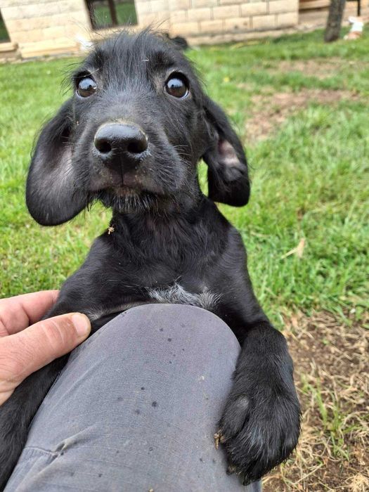 Кучета за трюфели