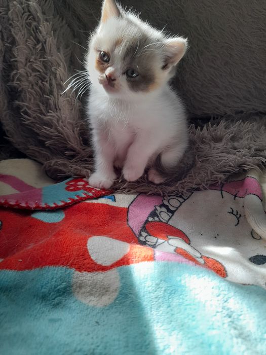 Котенок скотиш страйт