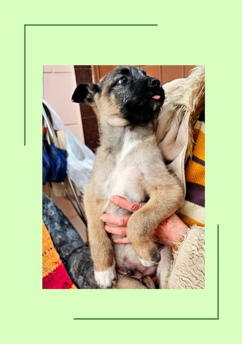 Чудо - энерджайзеры ищут хозяина!