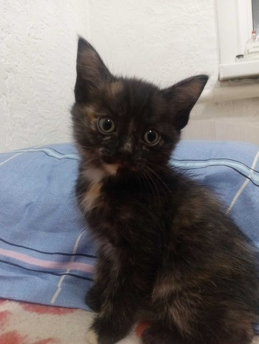 отдам котят ,кушают всё
