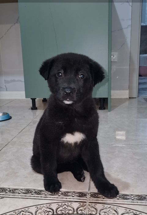 Малышка ищет мампап. Доставлю!