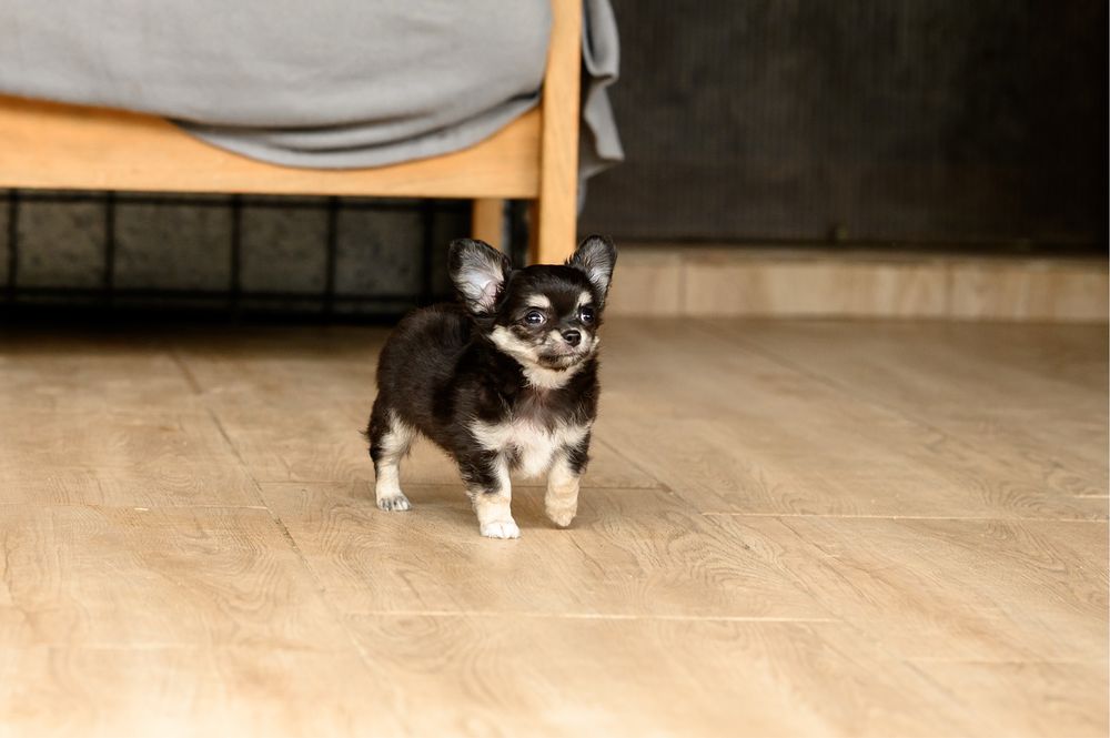 Chihuahacu  par lung