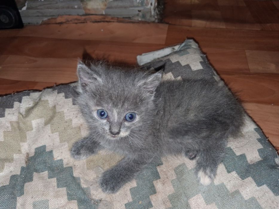 Отдам котят бесплатно