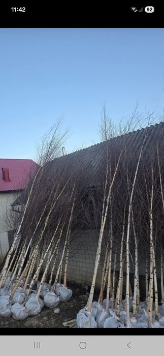 Copaci ornamentali mesteacăn platani