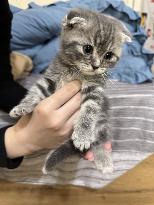 Продаются породистые котята