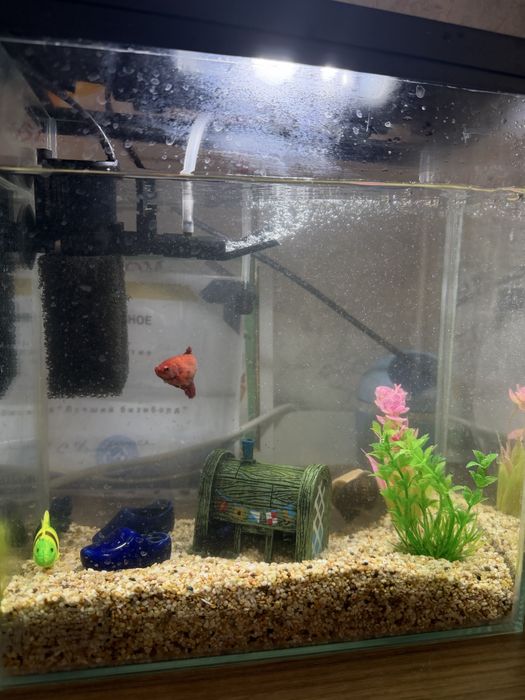 Аквариум с рыбками