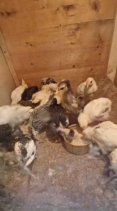 Pui de-aia de vanzare