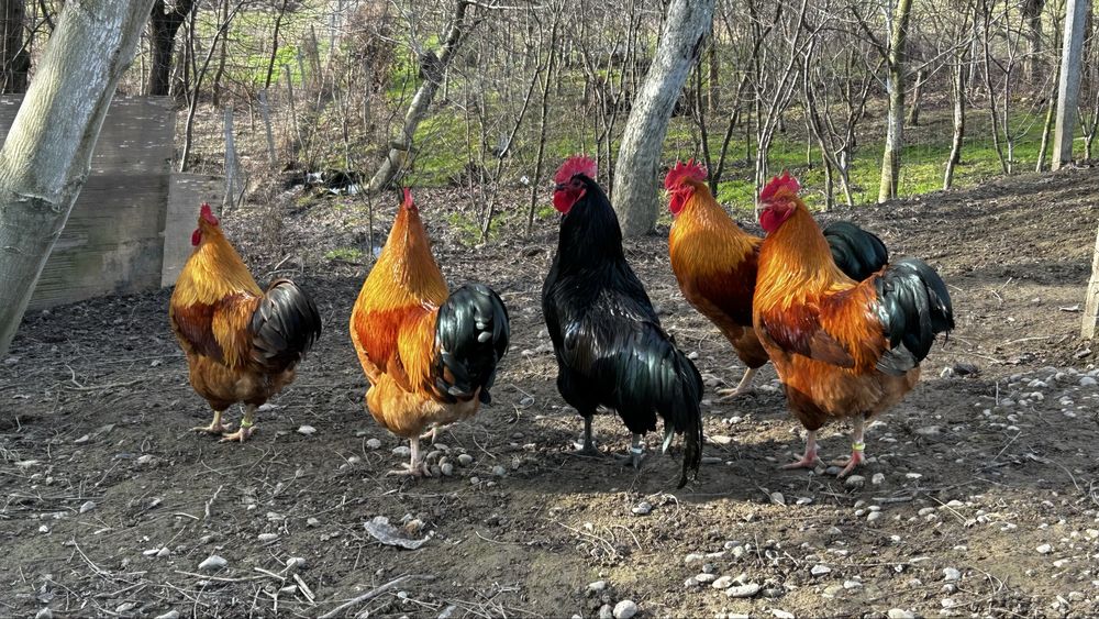 Cocoși New Hampshire  si Australorp