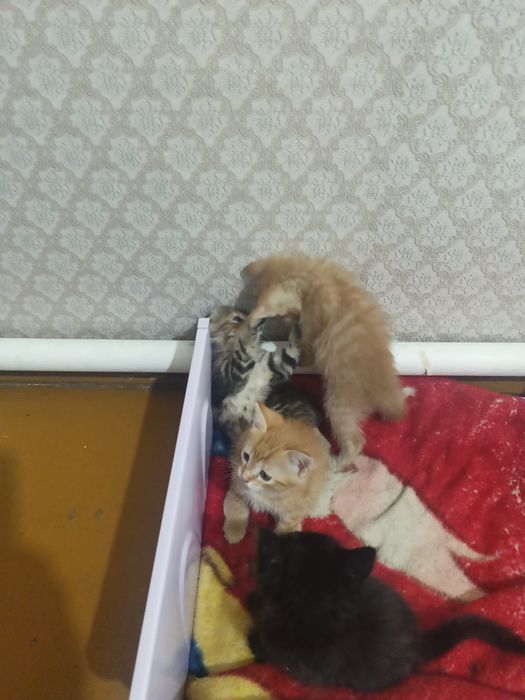 Котята даром отдам
