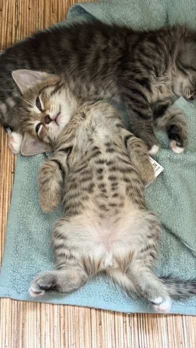 Котят в добрые руки
