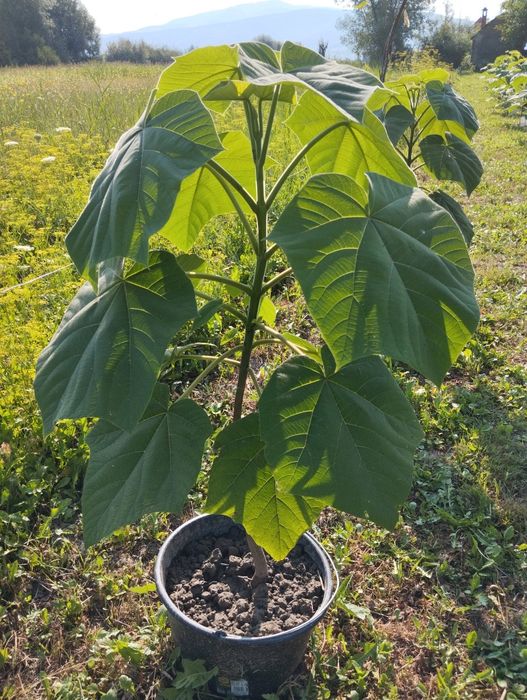 Plante paulownia de vânzare