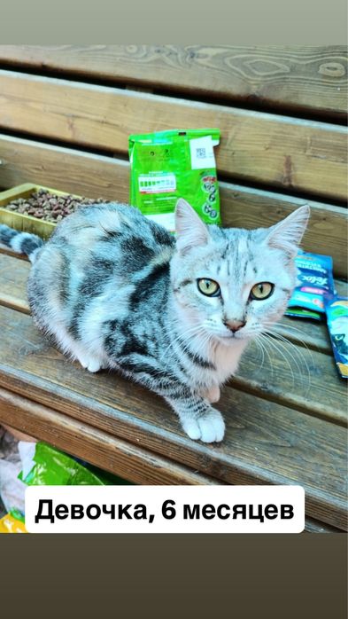 Отдам котят в добрые руки