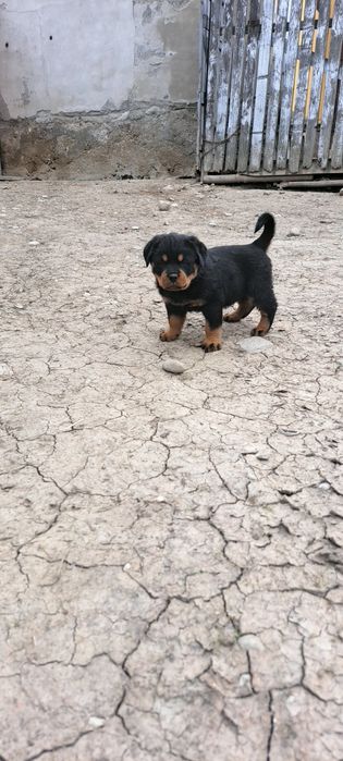 Pui de  rottweiler