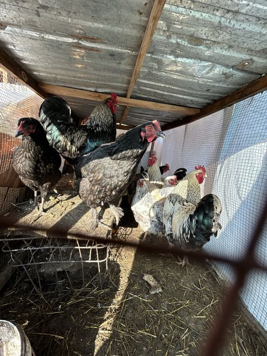 Продаю петухов брама